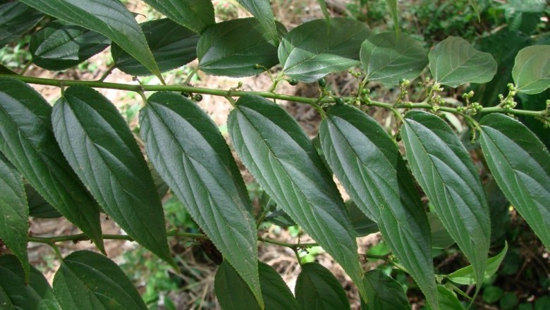 Cây Hu đay. Trema angustifolia (Planch.) Blume - Cây Thuốc Nam Quanh Ta